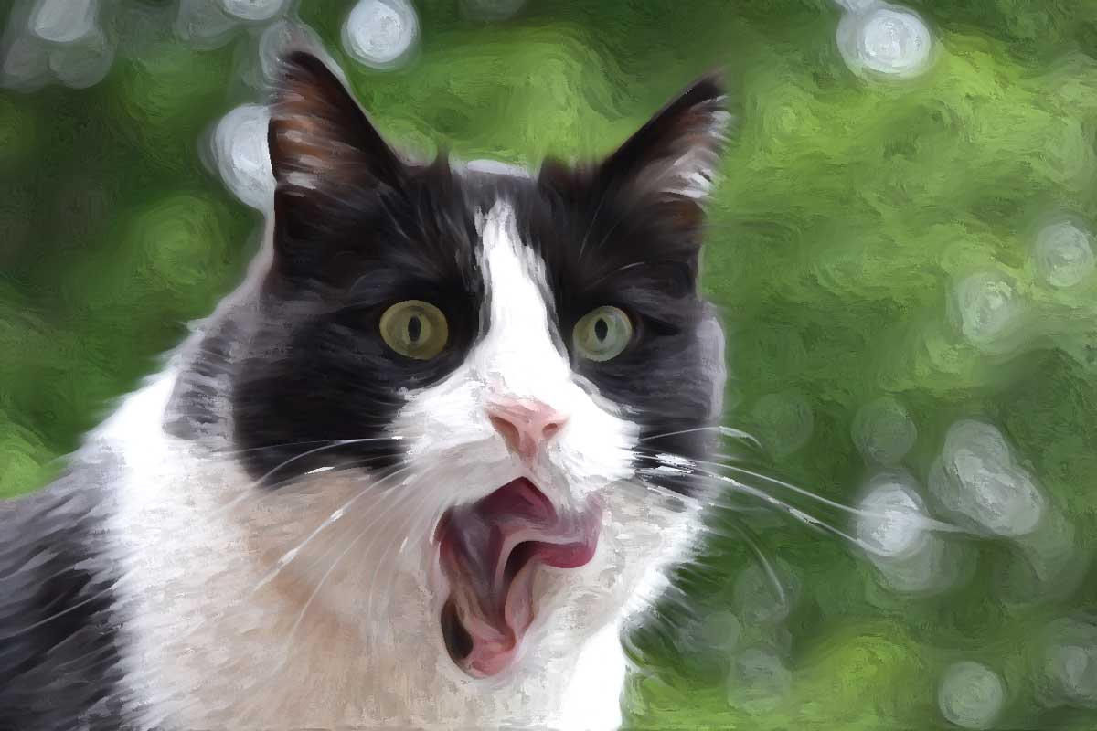 Photoshop油絵風エフェクト完成ハチワレ猫さん