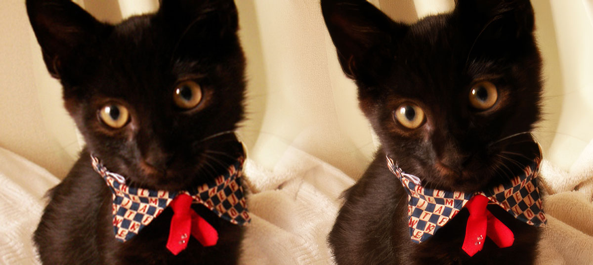 photoshop生成アップスケール「Topaz Gigapixel」3完成