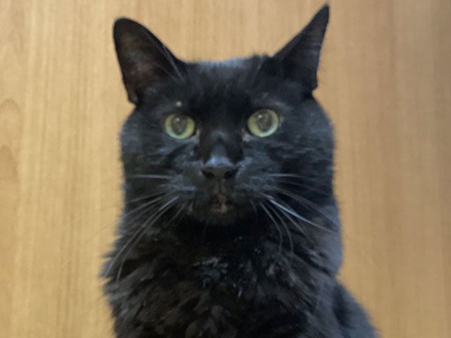 photoshop生成アップスケール「Topaz Bloom」1