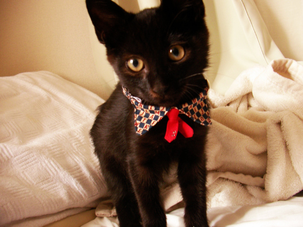 photoshop生成アップスケール「Topaz Gigapixel」1