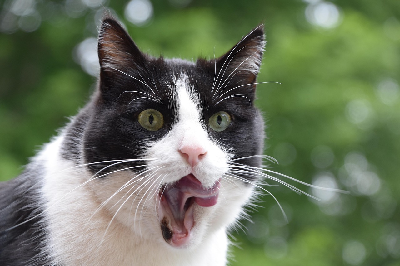 Photoshop油絵風エフェクト2-1ハチワレ猫さん