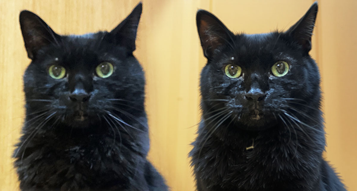 photoshop生成アップスケール「Topaz Bloom」完成