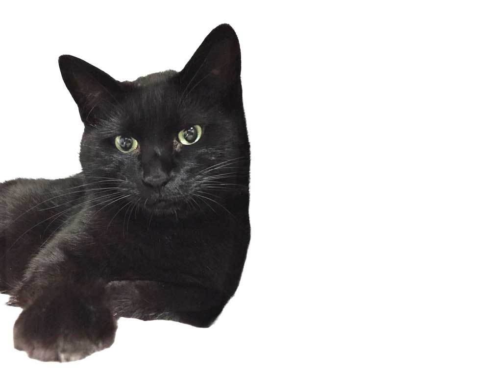 Photoshopグリッチノイズ可愛すぎるうちのねこ